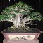 Pohon Anting Putri Bonsai